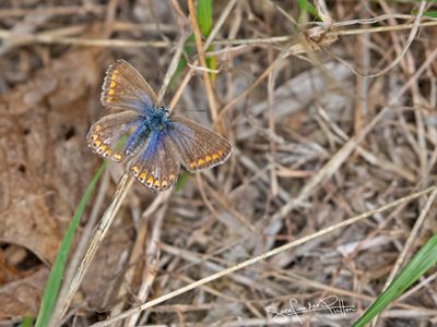 Bruin blauwtje ; Brown Argus      