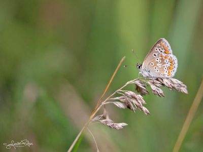 bruinblauwtje / Brown Argus