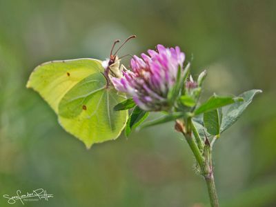 2025- Butterflies