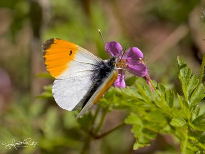 Oranjetipje; Orange Tip