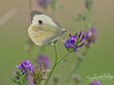 Grootkoolwitje; Large White
