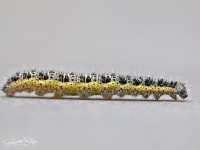 GrootKoolwitjeRups; Large White; caterpillar