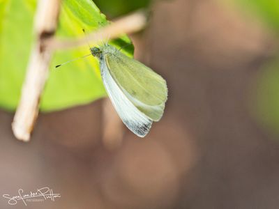 scheefbloemwitje/Southern Small White