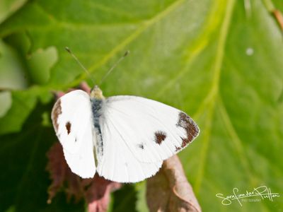 scheefbloemwitje/Southern Small White