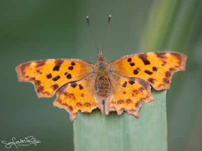 gehakkelde Aurelia; comma butterflypg