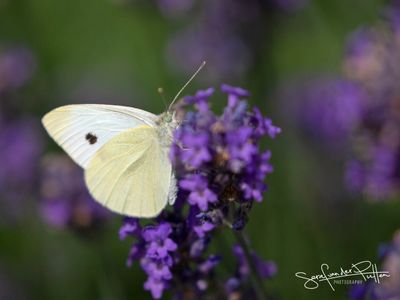 klein_koolwitje; small_white