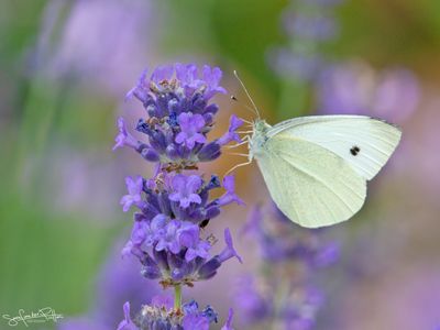 klein_koolwitje; small_white