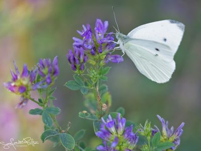klein_koolwitje; small_white