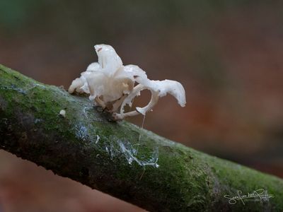 BlekeOesterzwam852A7570(1600x1200)fb.jpg