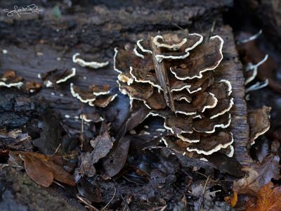 Gewoon ELFENBankje; Turkey Tail