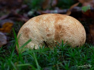 Gele Aardappelbovist; Common Earthball