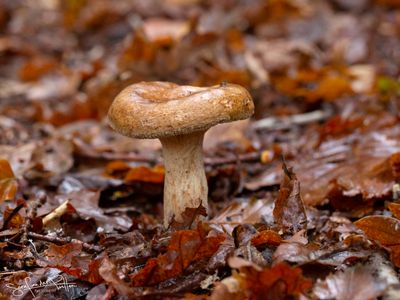 GewoneKrulzoom852A7584(1600x1200)fb.jpg