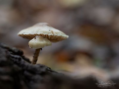 GroteStinkzwam852A7539(1600x1200)fb.jpg