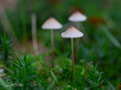 Melksteelmycena852A7526(1600x1200)fb.jpg