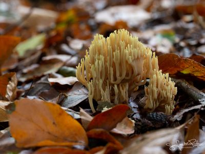 Rechte Koraalzwam; Upright Coral