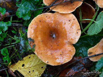 Roodbruine Schijnridderzwam852A7614(1600x1200)fb.jpg