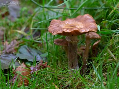 Sombere Honingzwam;Dark Honey Fungus