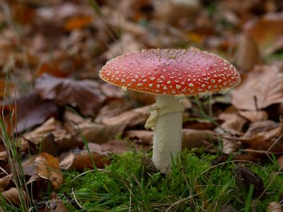 Vliegenzwam; Fly Agaric