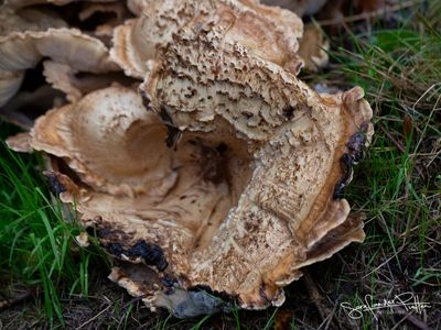 reuzenzwam; Giant Polypore