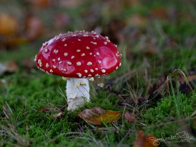 Vliegenzwam; Fly Agaric