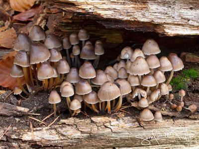 Fraaisteelmycena; Clustered Bonnet