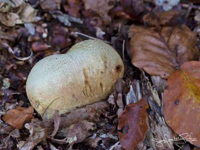 Gele Aardappelbovist; Common Earthball