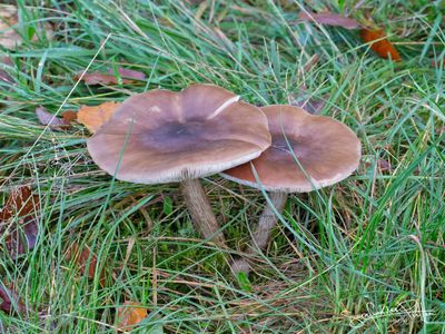 Gewone Hertenzwam; Deer Shield
