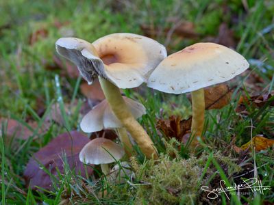 GewoneZwavelkop; Sulphur Tuft