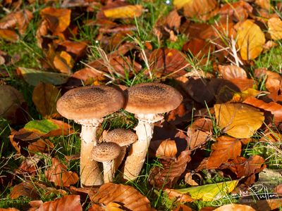 Sombere Honingzwam;Dark Honey Fungus