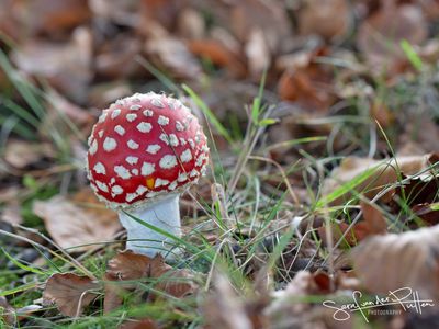 Vliegenzwam; Fly Agaric