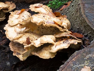 Zwavelzwam; Chicken of the Woods