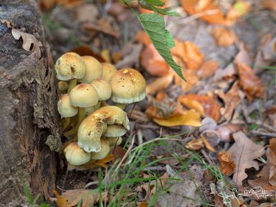 GewoneZwavelkop; Sulphur Tuft