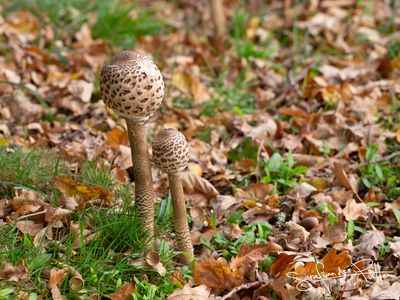 Grote Parasolzwam;Parasol