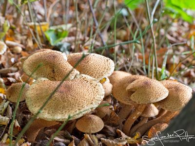 Schubbige Bundelzwam; Shaggy Scalycap