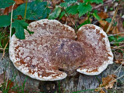 BERKENZWAM; Birch Polypore