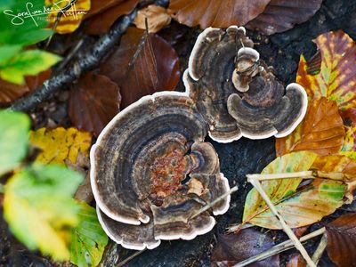 Gewoon ElfenBankje; Turkey Tail