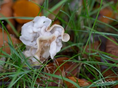 witte kluifzwam; White saddle