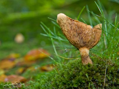 2025 paddenstoelen_mushrooms