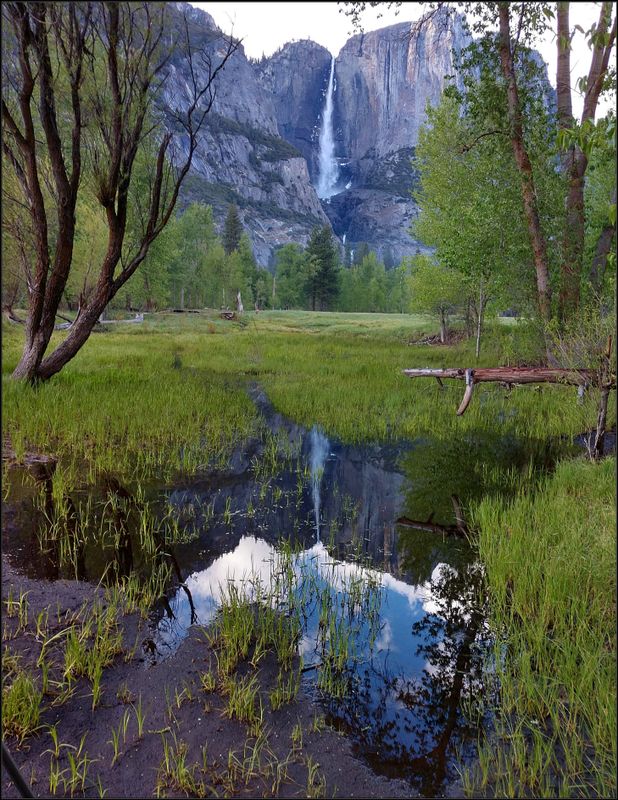 YOSEMITE MEADOWS REFLECTIONS