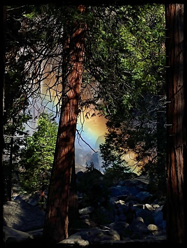 RAINBOW TREE WHISPERS