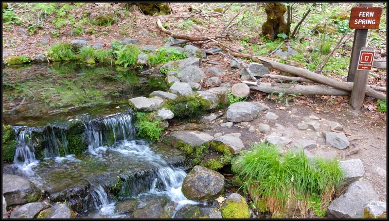 FERN SPRING 