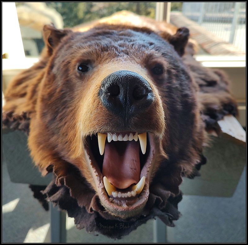 BEAR AT MENDENHALL MUSEUM