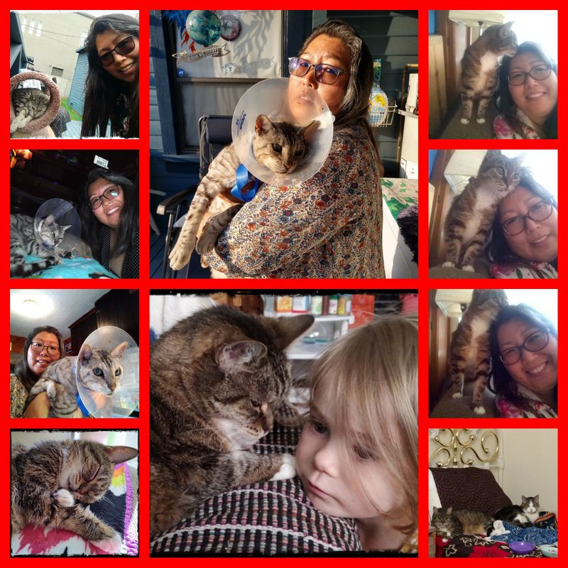 HAPPY NATIONAL HUG YOUR CAT DAY 🤗😻