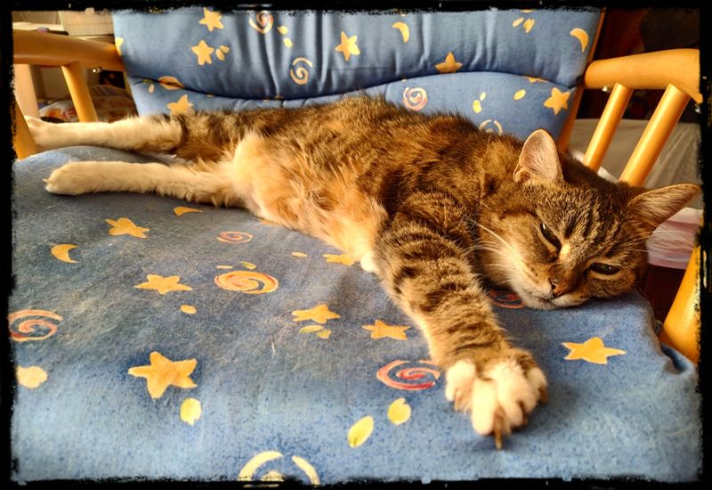 CAT NAPPIN'