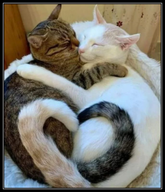 HEARTFELT BUDDIES 
