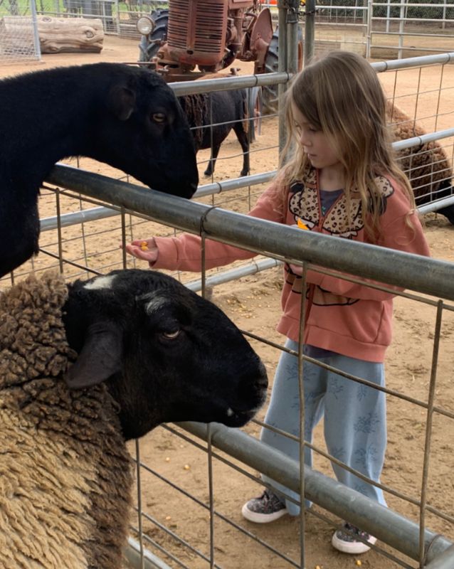 FEEDING A GOAT 