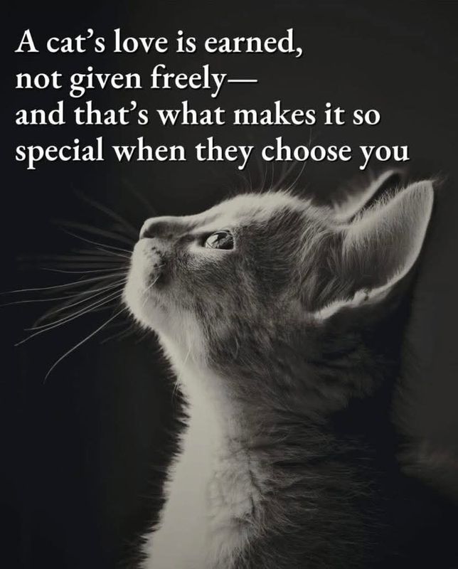 KITTY KATS