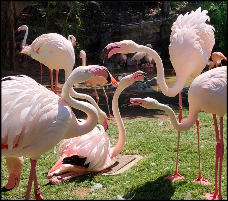 WILD AT THE ZOO