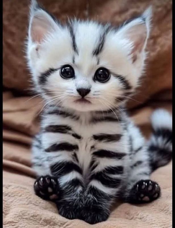 KITTY KATS