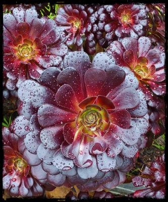 RAINDROPS ON A FLOWER